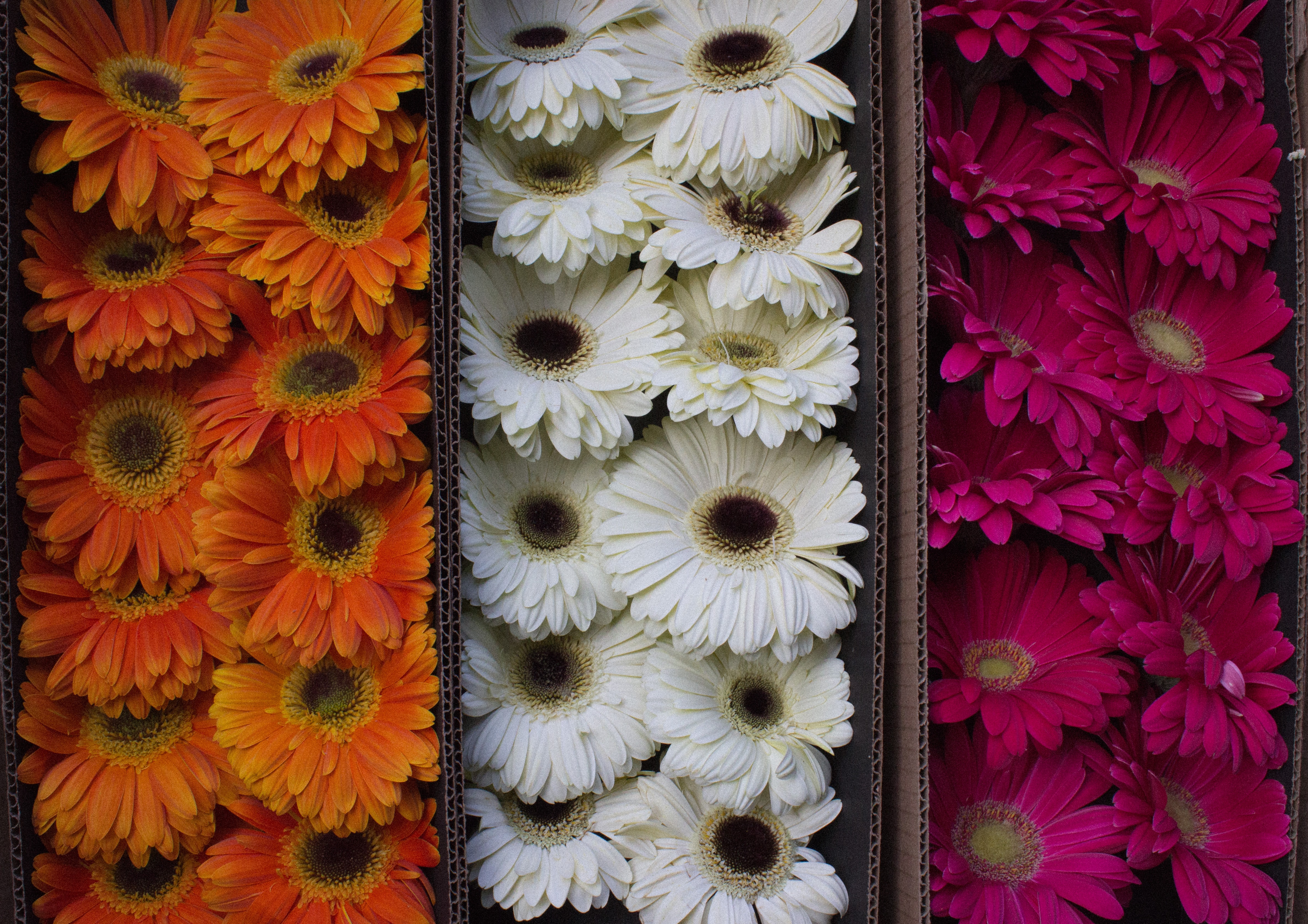 alicia-perez-qdZiMxEUQ4g-unsplash